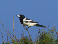 Karalee Rock and dam